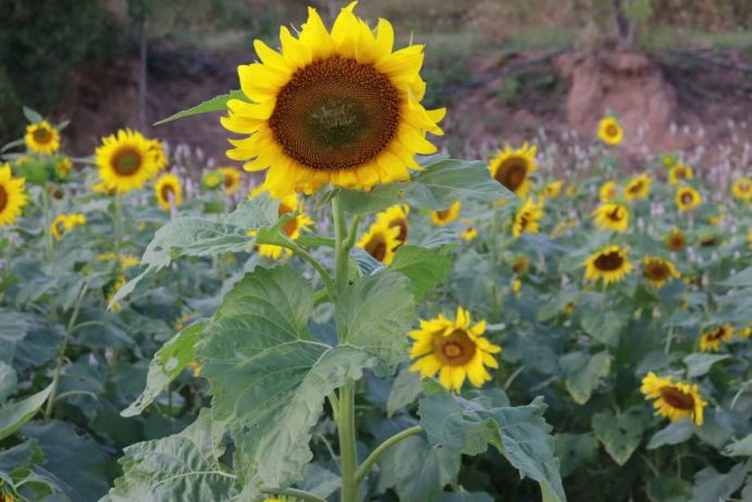 定格阳光与花海！华光师生赴惠安校区农庄开启向日葵季采风之旅